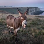 When Animals become More Intelligent than Humans