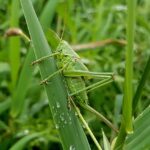 Who Has a Grasshopper Mentality?