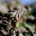 Hope in God Like Resurrection Plants Do