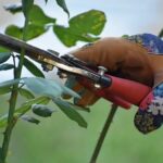 The Pains and Joys of Pruning